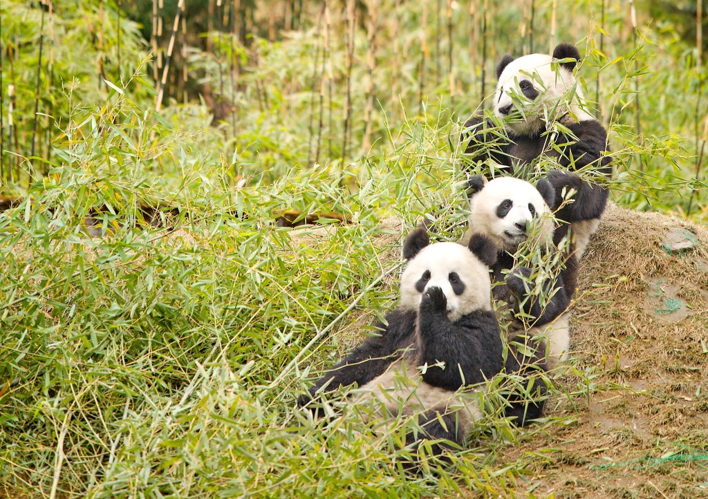 Osos panda gigantes (Ailuropoda melanoleuca) comiendo bambú.