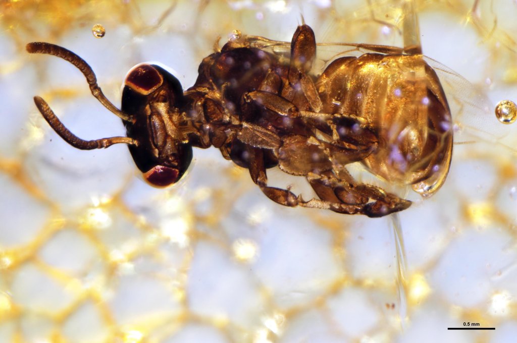 Nuevas especies de abejas halladas en resinas modernas muestran los efectos del Antropoceno.