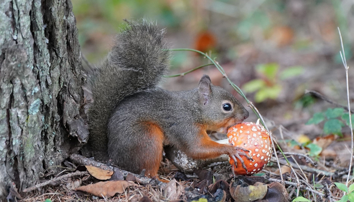 Una ardilla japonesa (Sciurus lis) comiendo una seta de Amanita muscaria.