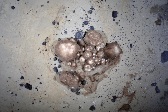 Estas esponjas viven en el océano Ártico gracias a la materia orgánica de una fauna ya extinta.