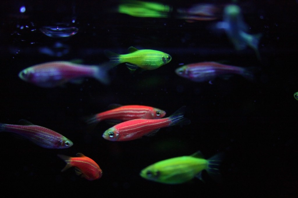 Los peces Glofish, un tipo de pez transgénico vendido como mascota, se han establecido en algunos ríos de Brasil.