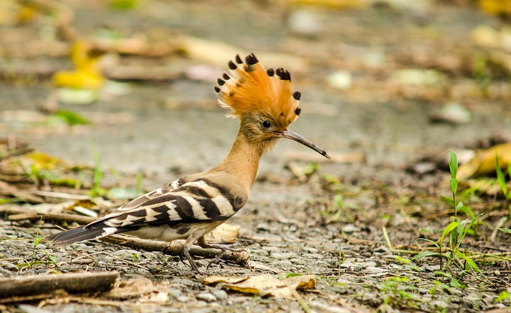 Una abubilla (Upupa epops)