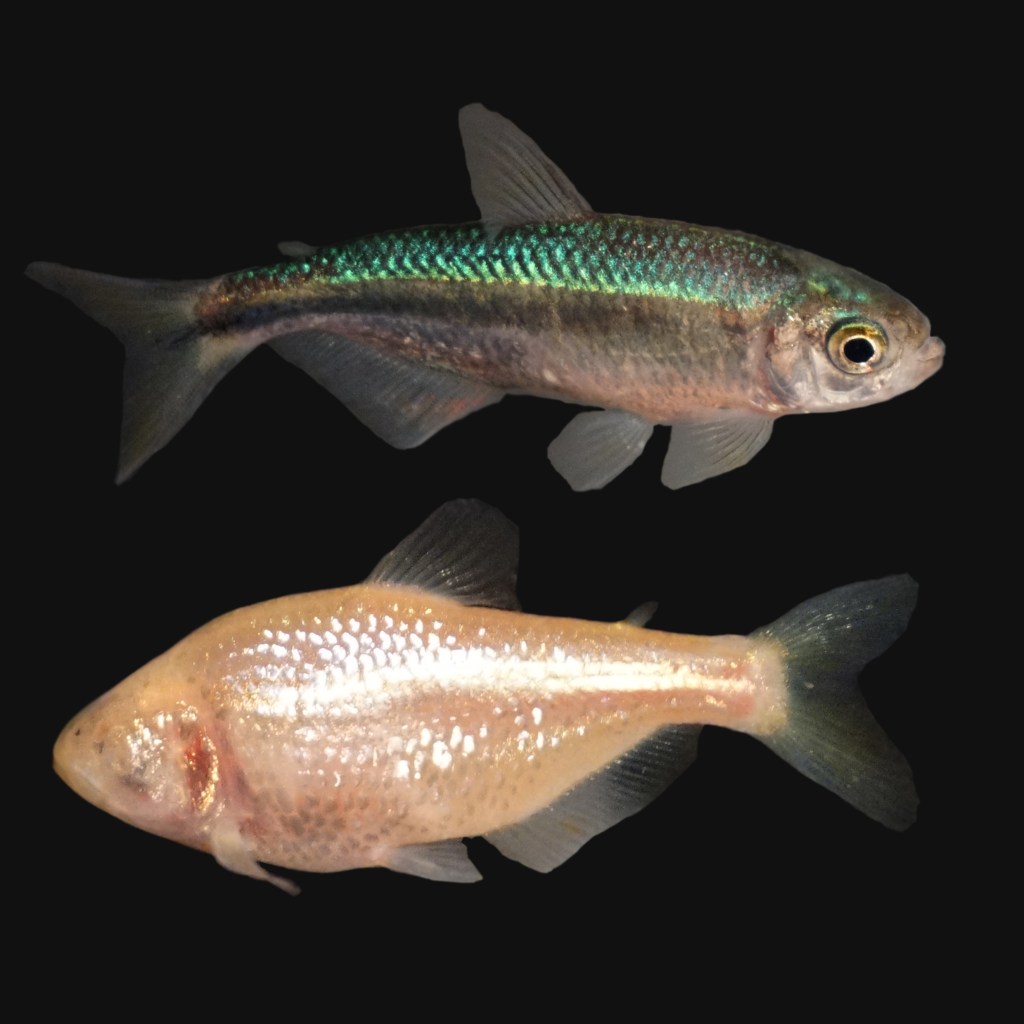 Las dos formas de tetras mexicanos (Astyanax mexicanus).