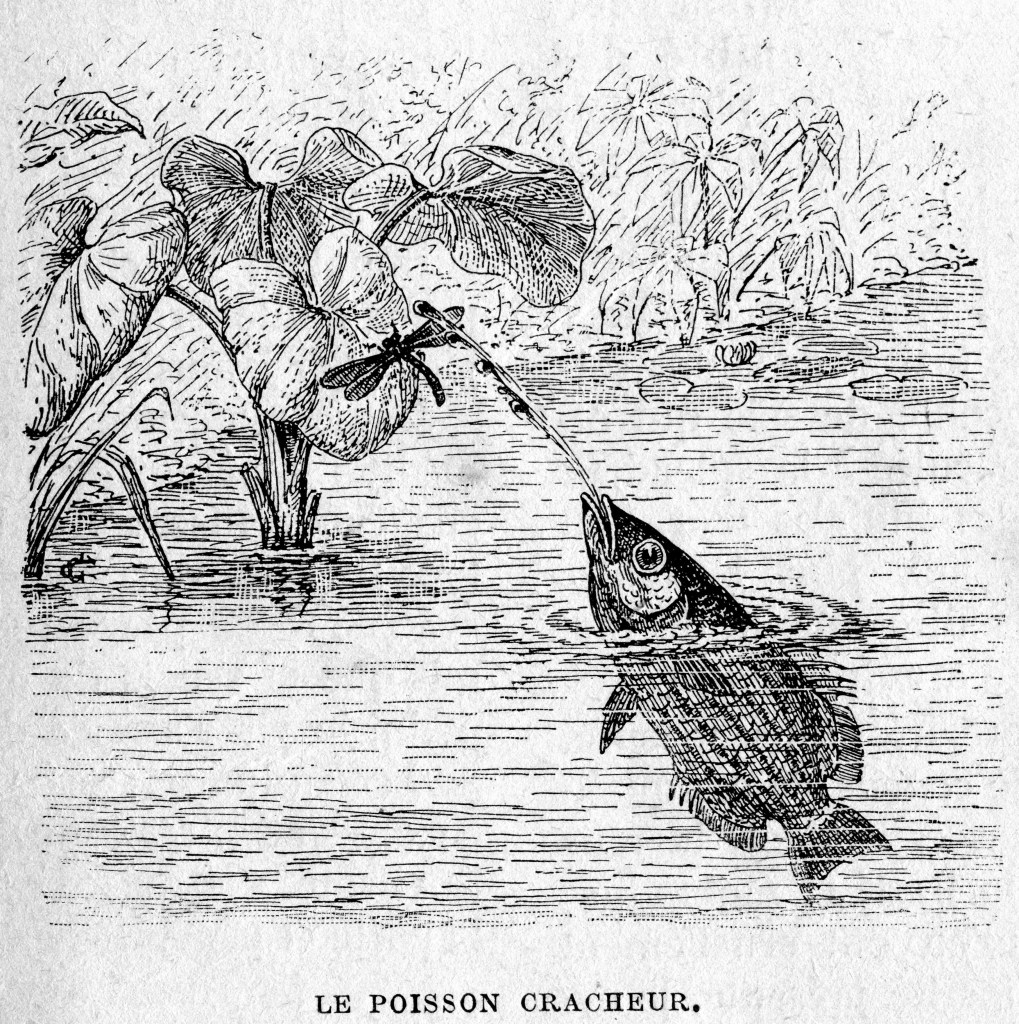 Pez arquero (Toxotes)