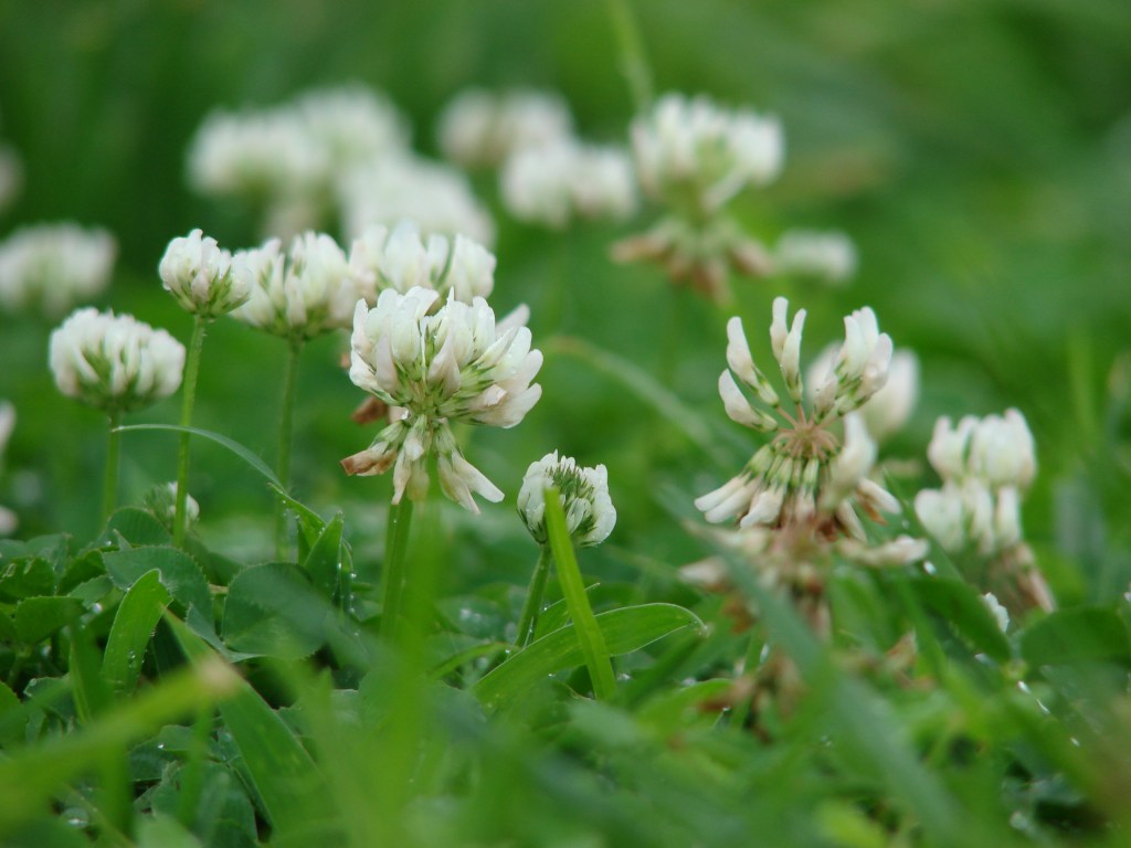 El trébol blanco evoluciona entre el ajetreo de las&nbsp;ciudades