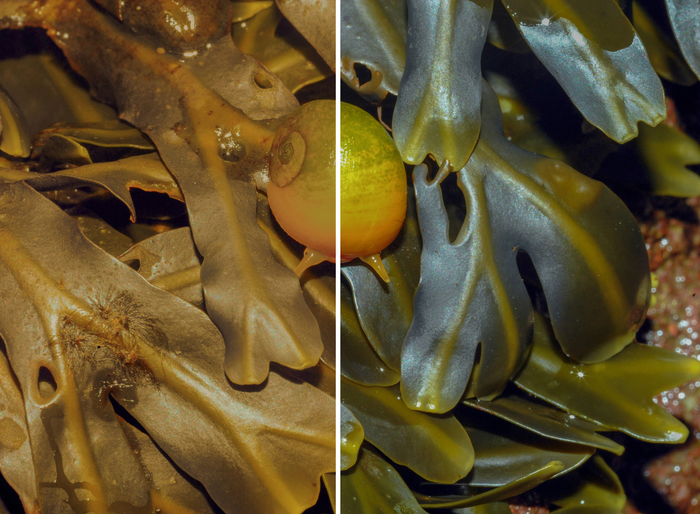 La luz humana frustra el camuflaje de los caracoles marinos