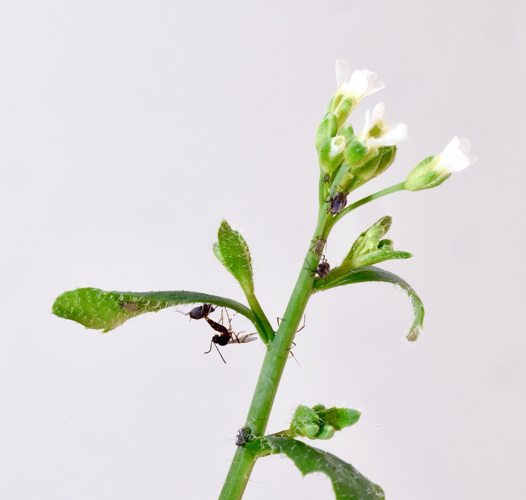 La mutación de un gen en Arabidopsis thaliana puede alterar un ecosistema artificial formado por pulgones y avispas parásitas.