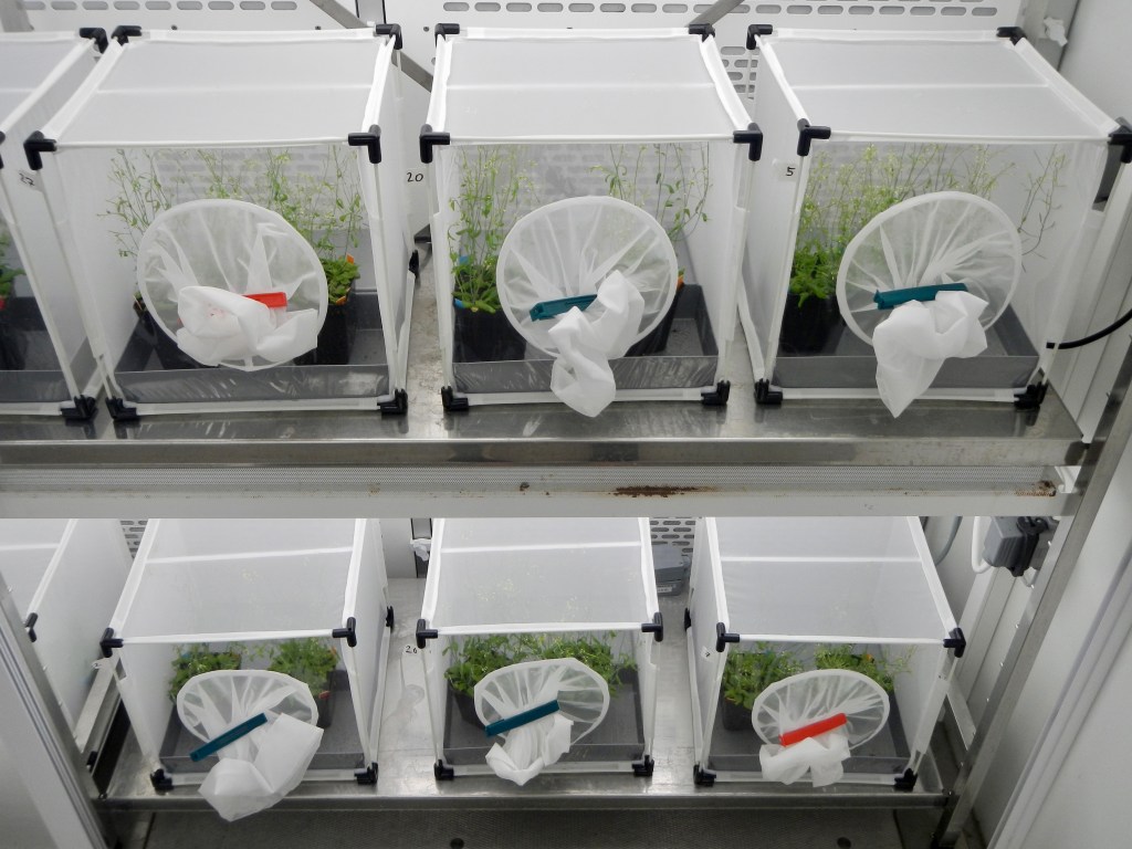 La mutación de un gen en Arabidopsis thaliana puede alterar un ecosistema artificial formado por pulgones y avispas parásitas.