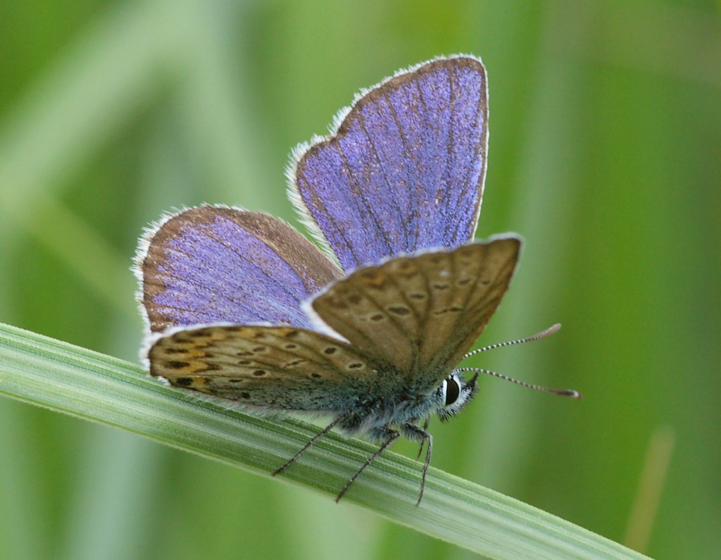 Macho de Plebejus argus