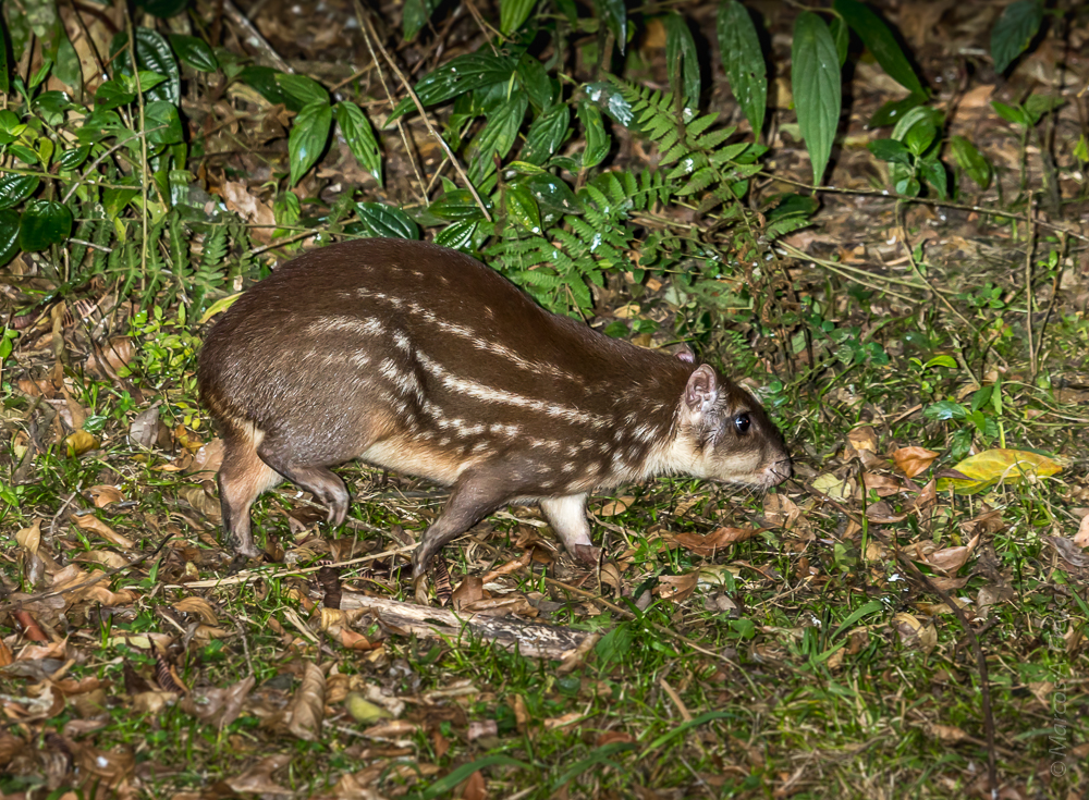 Una paca (Cuniculus paca)