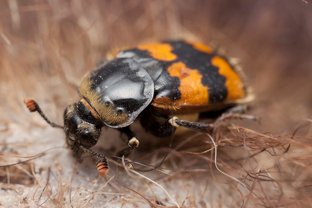 El cadáver de una ballena también es un festín para los escarabajos