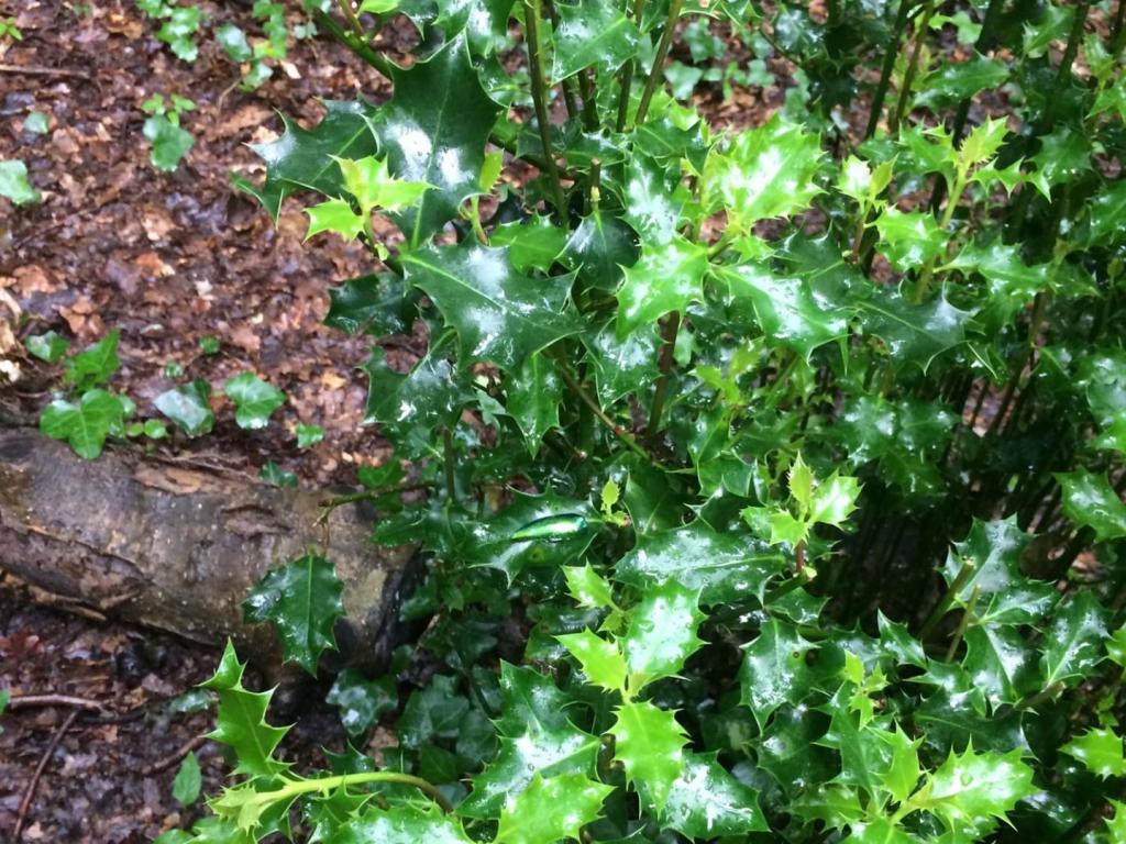 Gracias a la iridiscencia, los escarabajos joya pueden camuflarse entre la vegetación. Pero esta adaptación también sirve como señal aposemática.