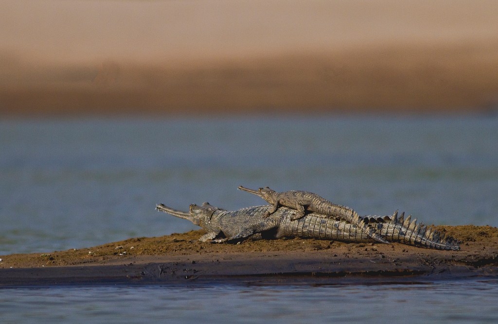 Más del 21 % de los reptiles del mundo están&nbsp;amenazados
