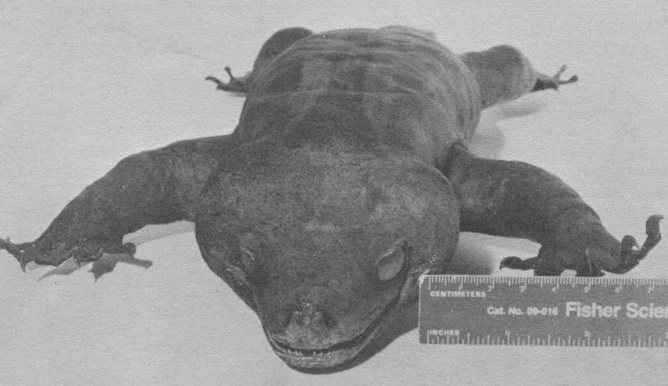 ¿Existió el lagarto kawekaweau?