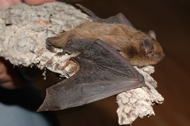 Un pequeño murciélago de Nathusius (Pipistrellus nathusii).