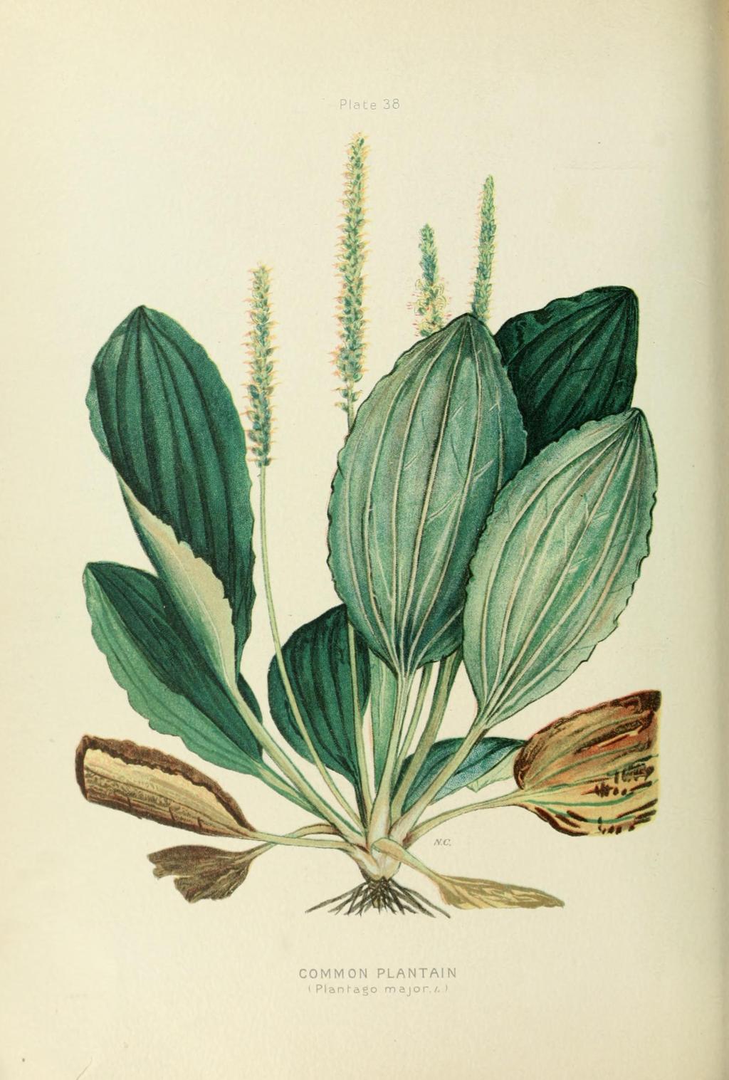 Llantén, la huella del hombre blanco