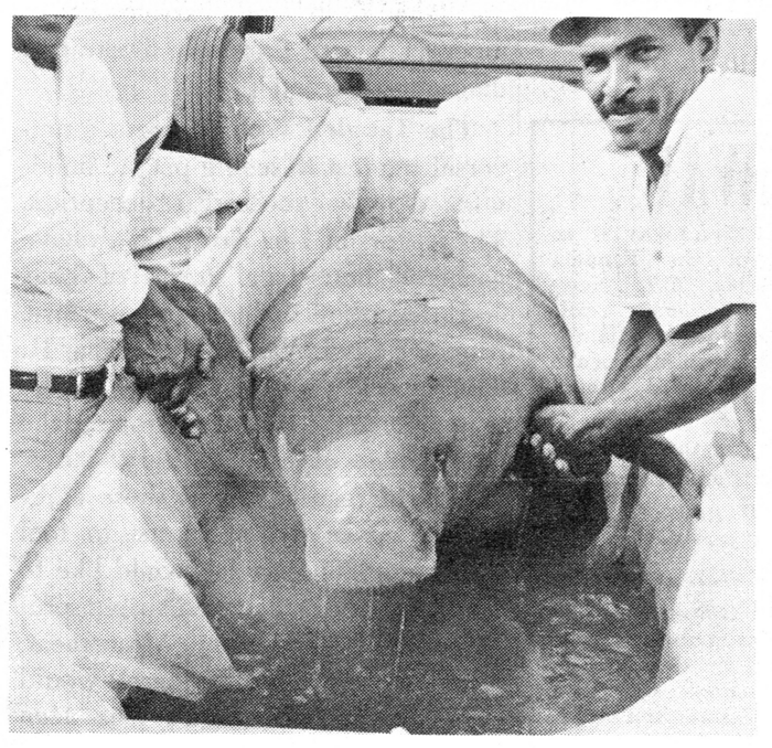 ¿Han cruzado los manatíes el Canal de Panamá?