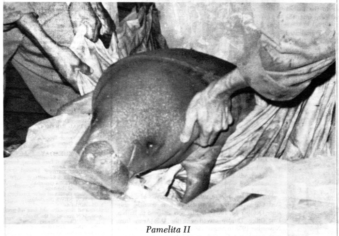 Manatí Canal de Panamá