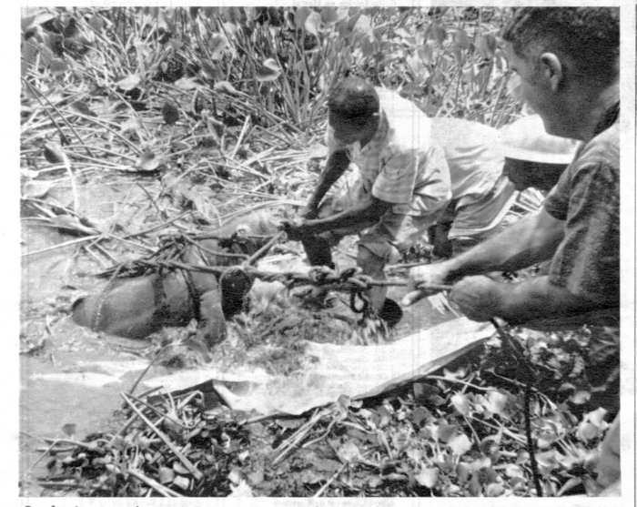 Manatí Canal de Panamá