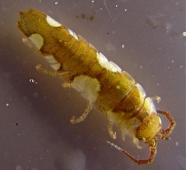 El color de Idotea balthica le permite camuflarse entre las algas rojas.