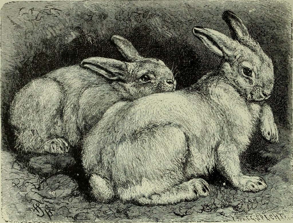 La evolución ha asomado las orejas en&nbsp;Australia