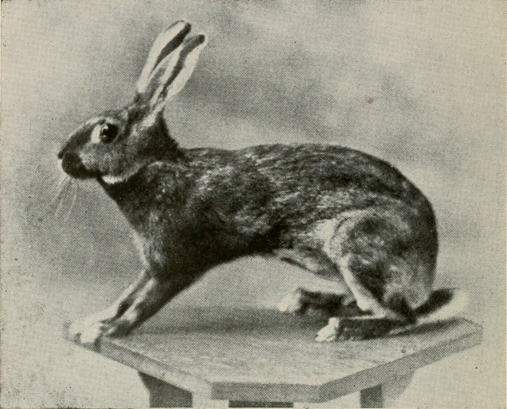 ¿Por qué los conejos no invadieron Sudáfrica?