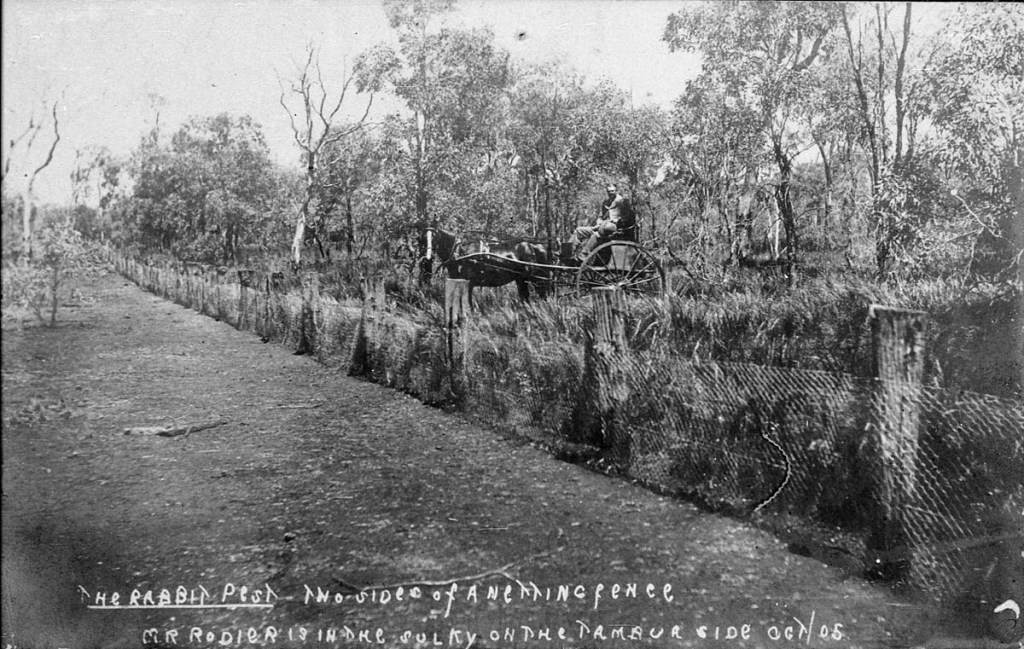 William Rodier junto a una valla a prueba de conejos.