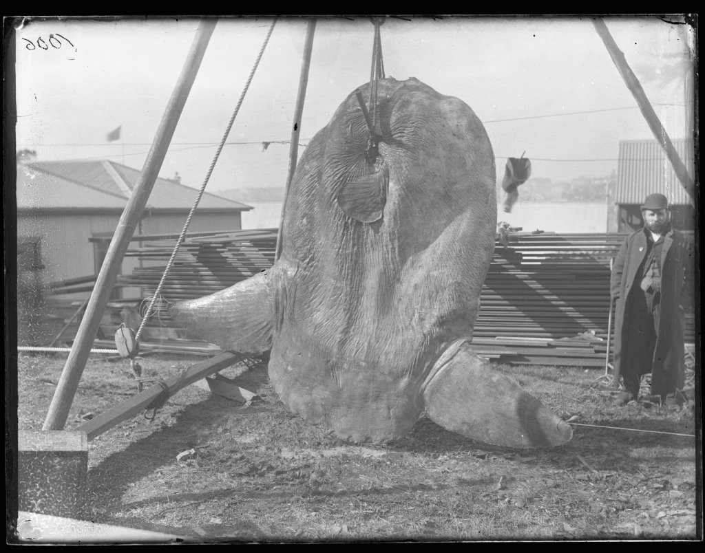 Ejemplar de Mola alexandrini capturado en Sydney en 1882.