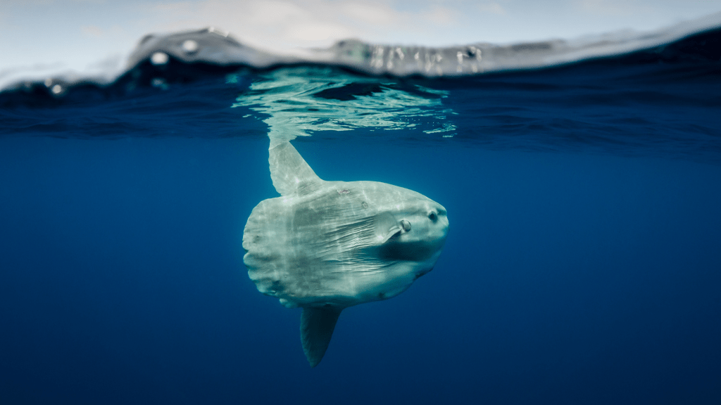 Pez luna (Mola mola).