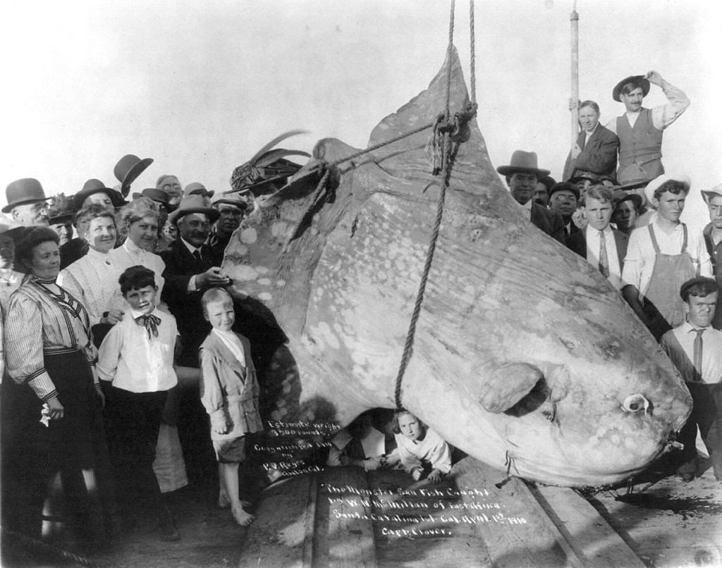 Pez luna (Mola mola) capturado en la isla Santa Catalina, en California, en abril de 1910.