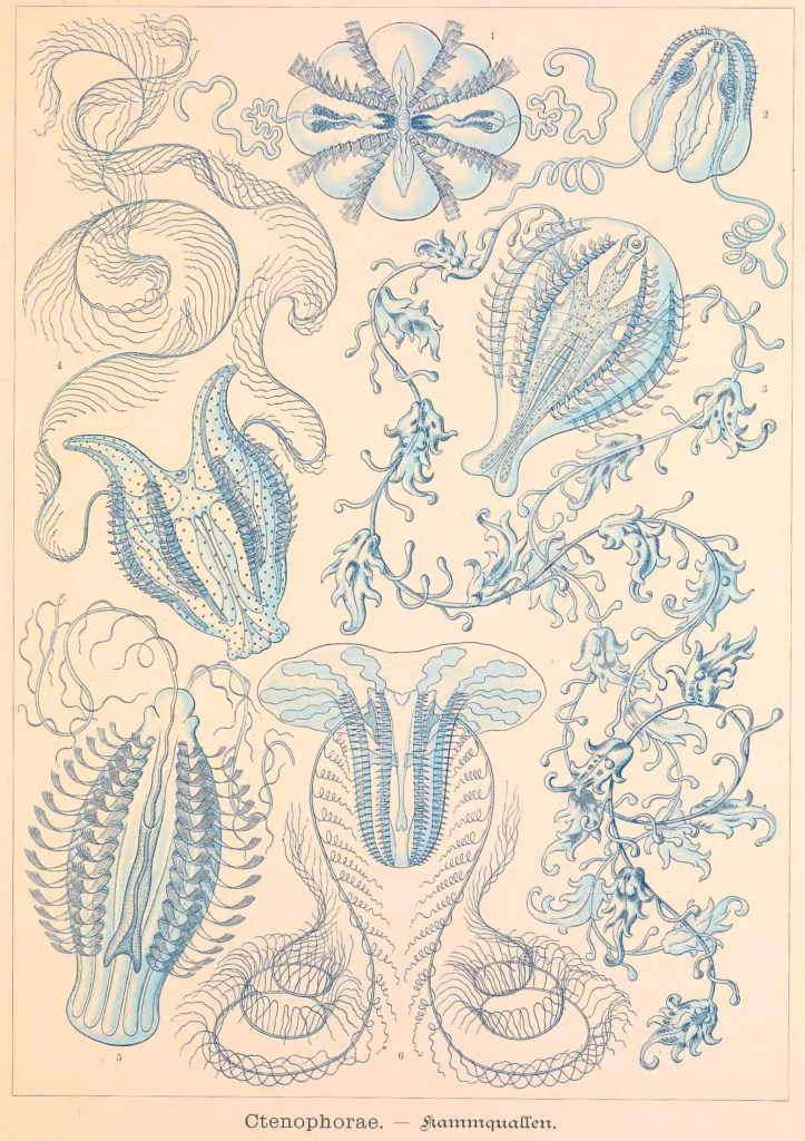 Distintos ctenóforos ilustrados por Ernst Haeckel en Kunstformen der Natur