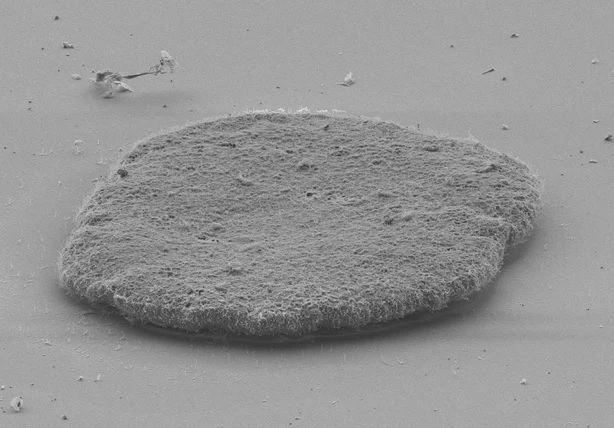 Los placozoos son los animales más simples.