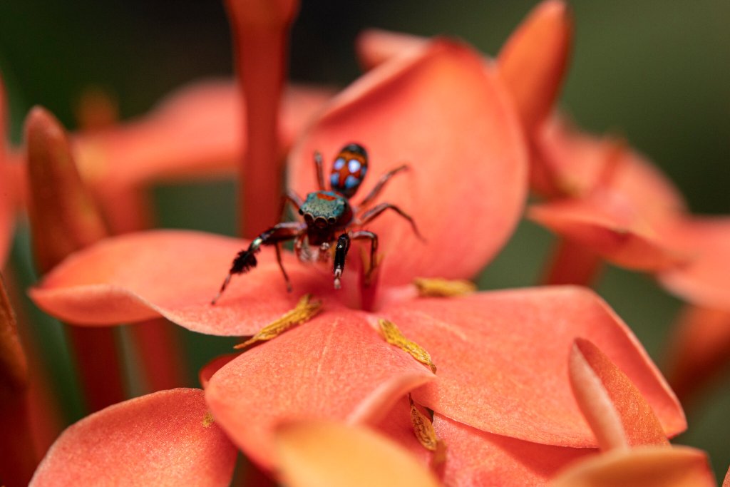 Siler collingwoodi, una araña que imita el movimiento de las hormigas.