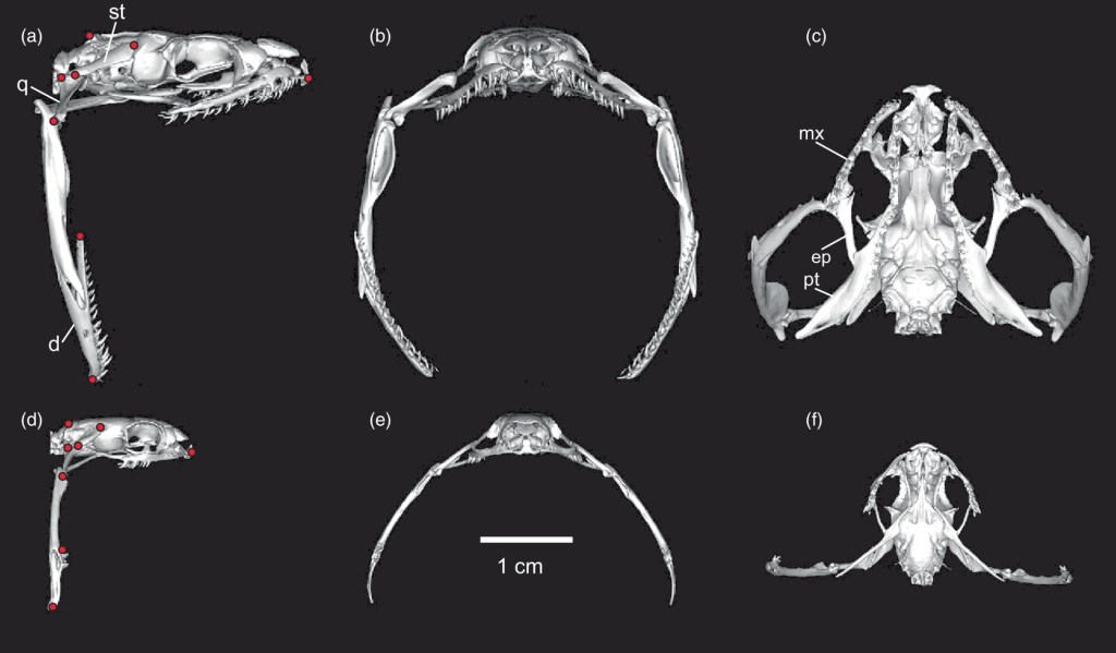 Comparación de la apertura mandibular en una víbora ratonera (arriba) y Dasypeltis gansi.