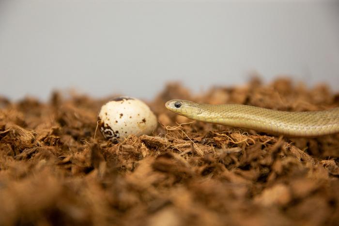 Dasypeltis gansi, una serpiente capaz de comer huevos de aves enteros.