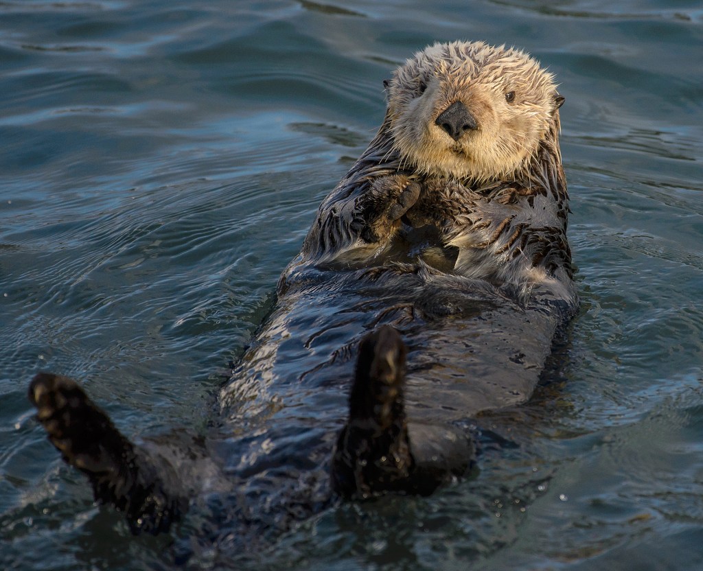 Nutria marina (Enhydra lutris), el mamífero con el pelaje más denso.