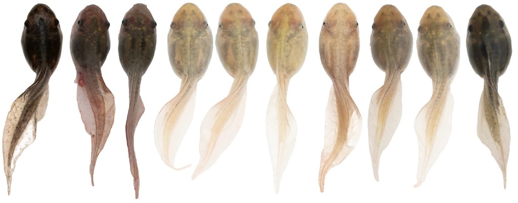 Los renacuajos de sapo de espuelas (Pelobates cultripes) cambian de color para adquirir un aspecto más oscuro o claro.