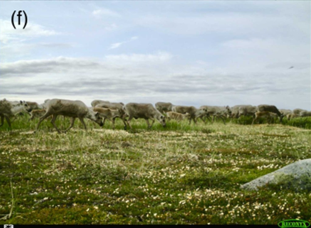 Herbívoros como el caribú acuden a las madrigueras de zorros debido a la mayor cantidad de vegetación.