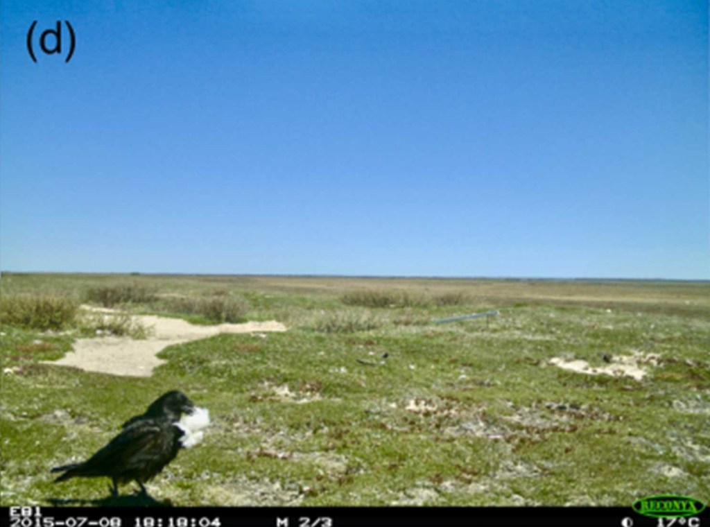 Un cuervo recoge plumas entre la carroña dejada por los zorros.