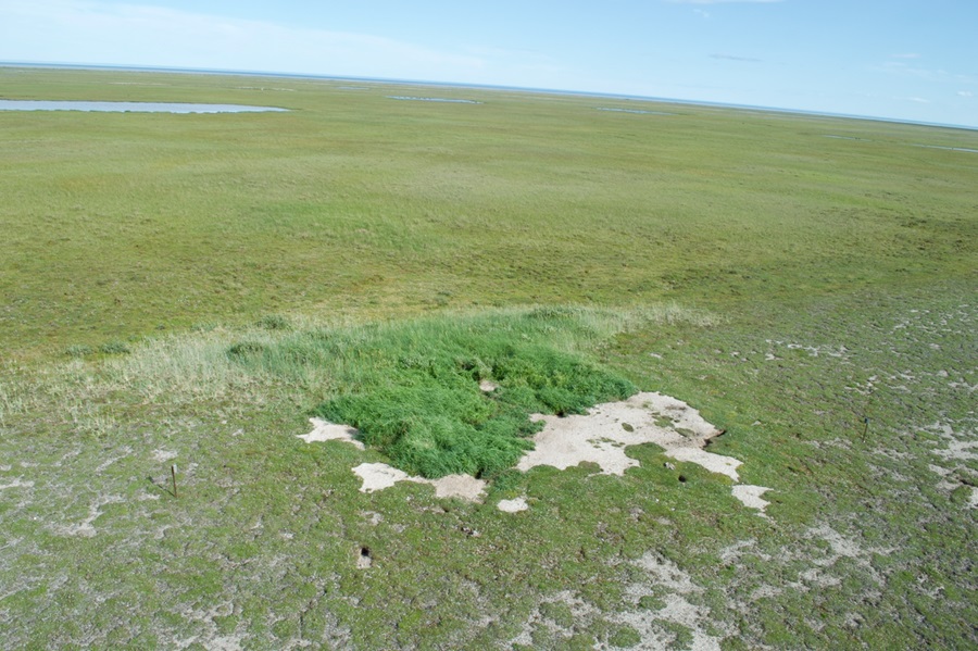 Vista aérea de una madriguera de zorro ártico (Vulpes lagopus) en el Parque Nacional Wapusk, Canadá. La vegetación exuberante y verde, conformada por especies de gramíneas y sauces arbustivos, contrasta con el brezal dominado por plantas del género Dryas.