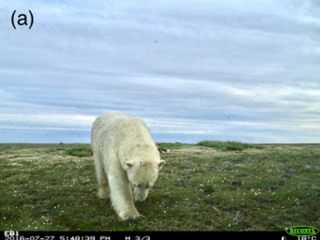 Un osos polar busca carroña en los alrededores de una madriguera de zorro.