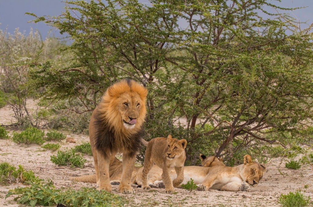 ¿Quién se come al&nbsp;león?