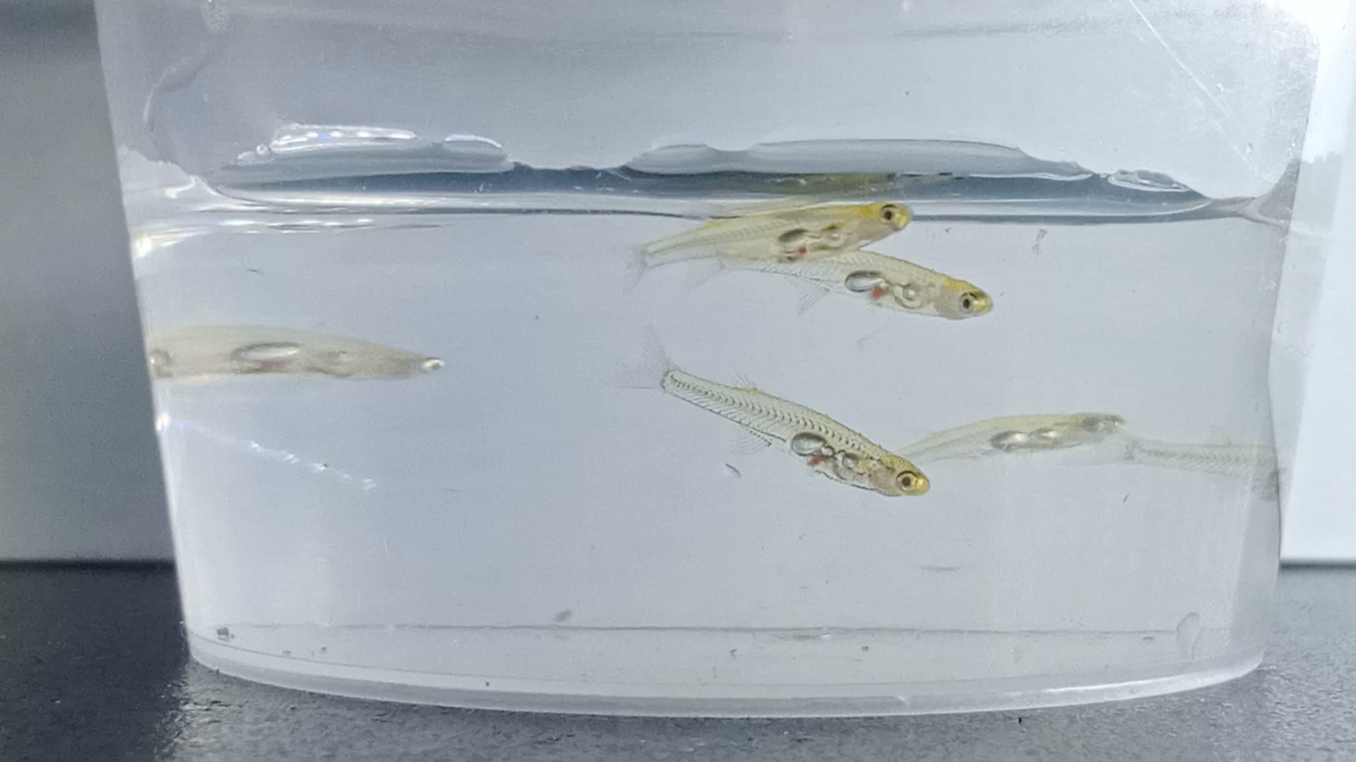 Unos peces diminutos con un potente tambor
