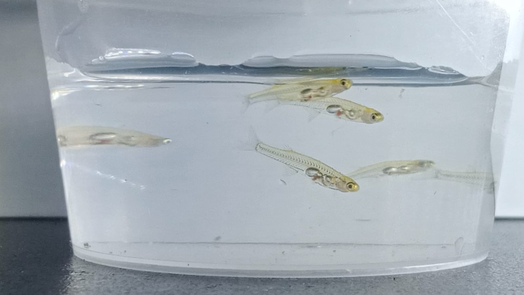 Unos peces diminutos con un potente&nbsp;tambor