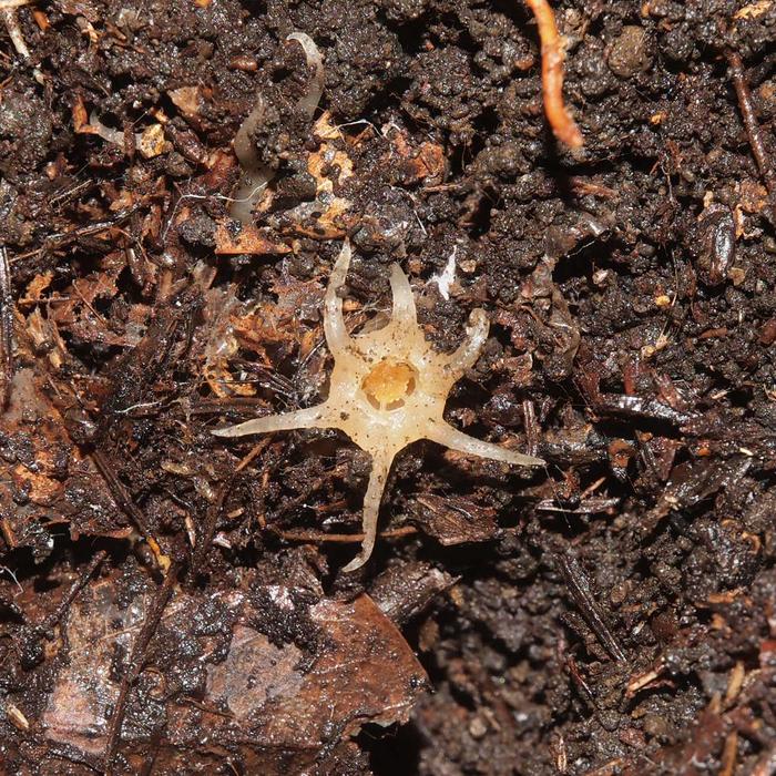 Descubren una nueva especie y género de las extrañas linternas de hadas