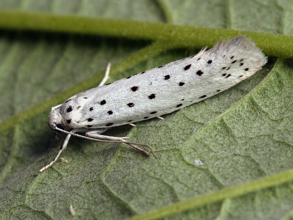 ¿Quién está encogiendo las alas de estas&nbsp;polillas?