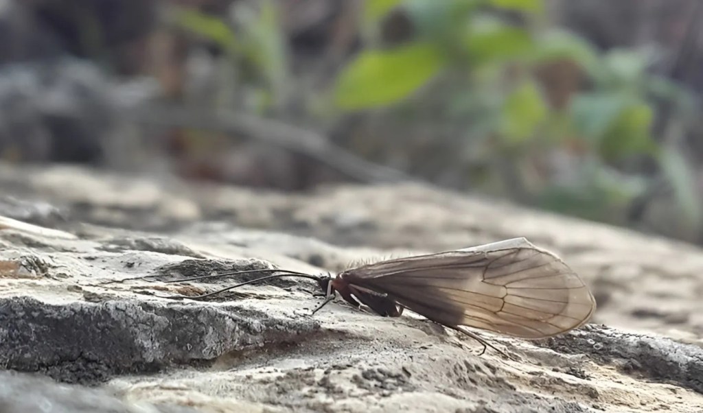El tricóptero Potamophylax kosovaensis.