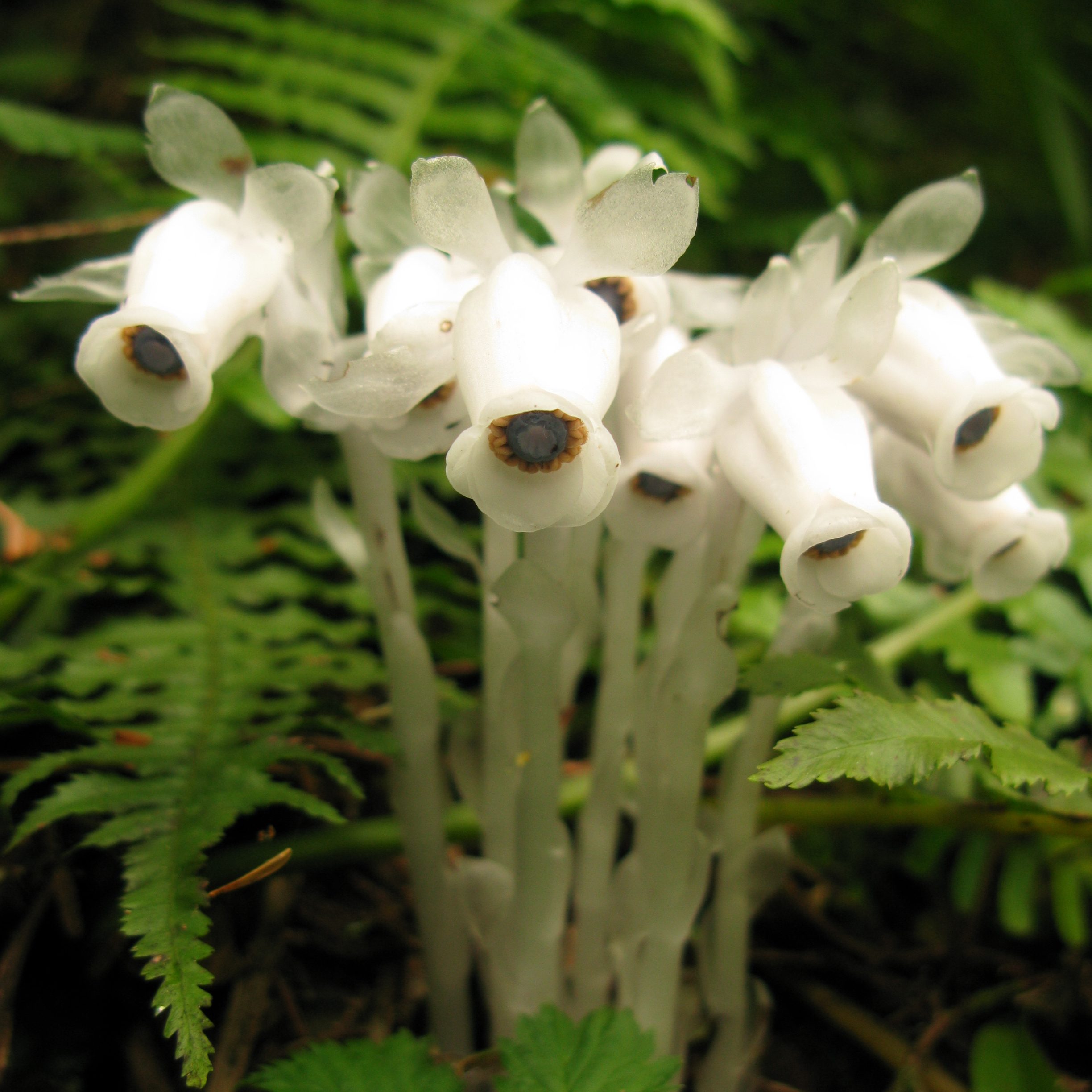 Flores del dragón plateado (Monotropastrum humile) 📷 Qwert1234