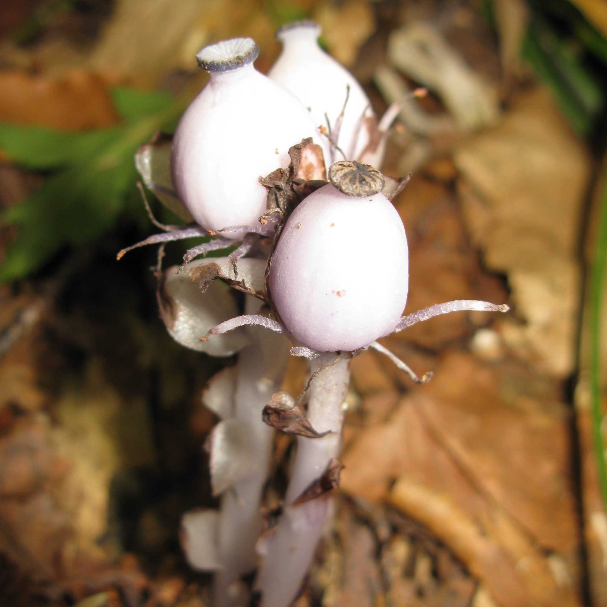 Frutos de Monotropastrum humile 📷 Qwert1234