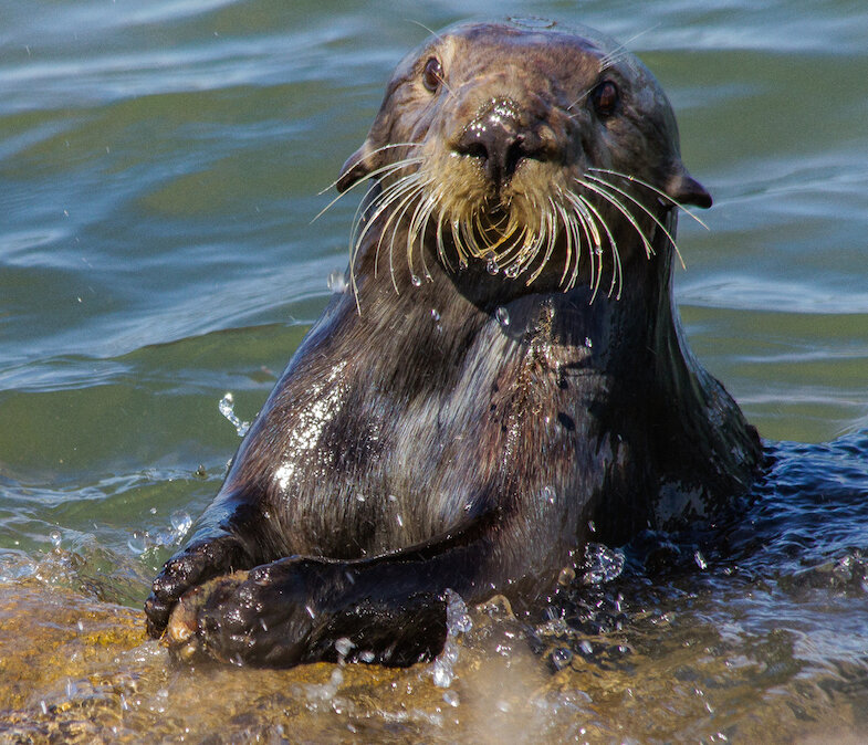 Las nutrias marinas también usan grandes rocas como yunques para abrir mejillones.
